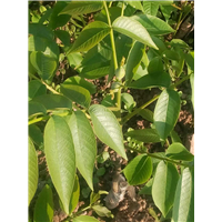嫁接良种核桃苗