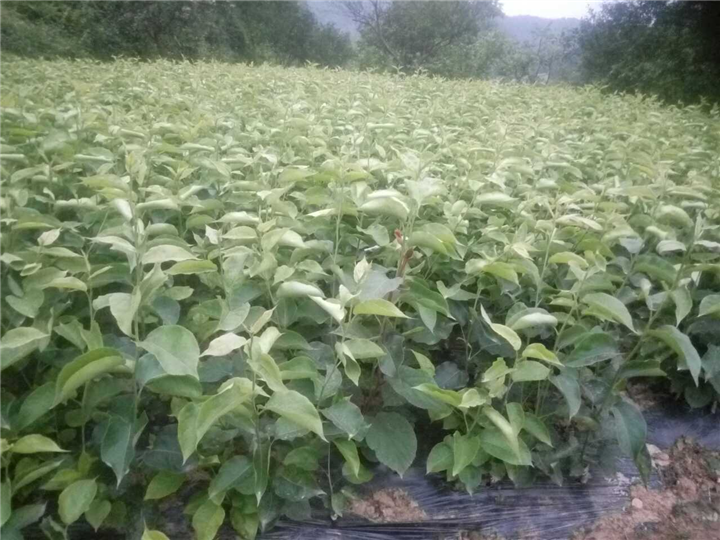 嫁接黄金梨苗