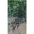 四川桂花树苗批发