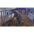 嫁接翠红李苗