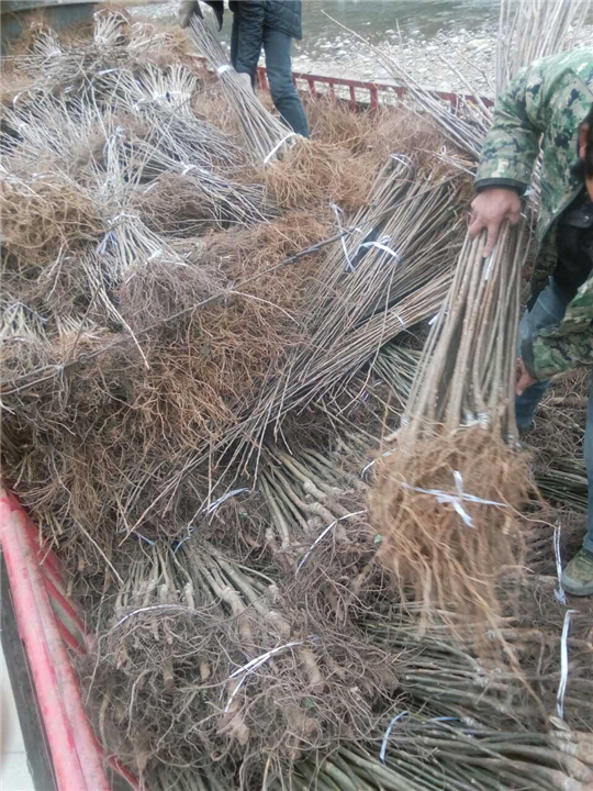 嫁接红灯笼樱桃苗