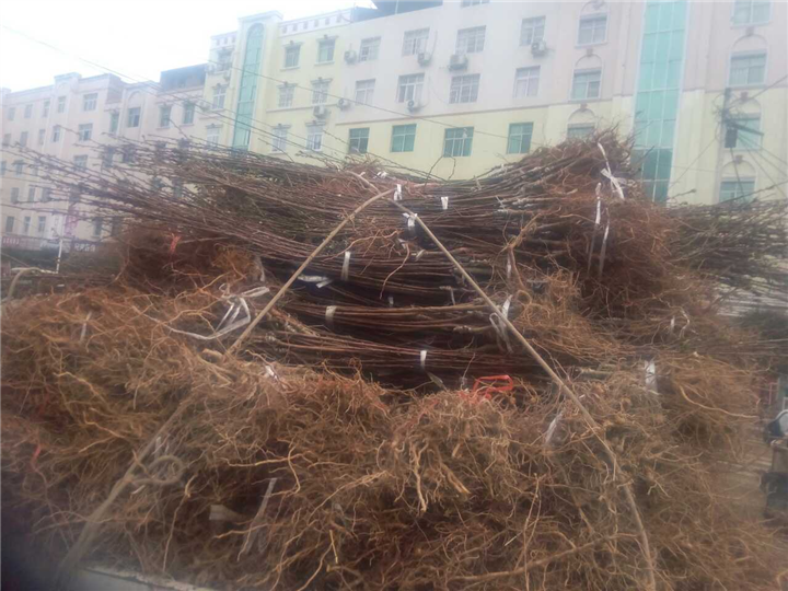 嫁接青脆李苗