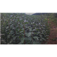 四川黄金梨苗