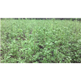 四川银杏（白果）苗批发