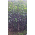 四川桂花树苗批发