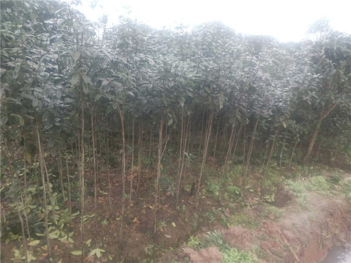 桂花苗