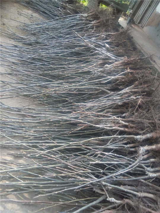 嫁接良种核桃苗