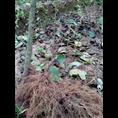 嫁接红心猕猴桃苗 