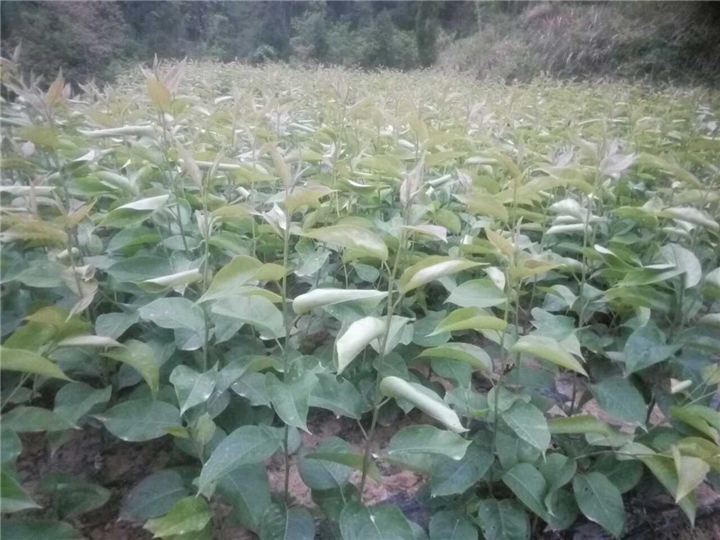 嫁接脆冠梨苗