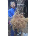出售红阳（红心）猕猴桃苗