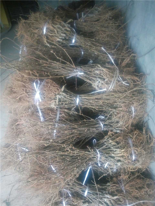 嫁接红心猕猴桃苗