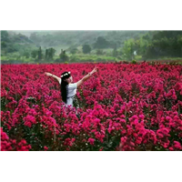 紫薇树苗