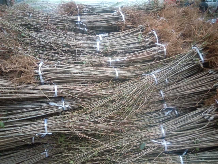 嫁接乌克兰樱桃苗