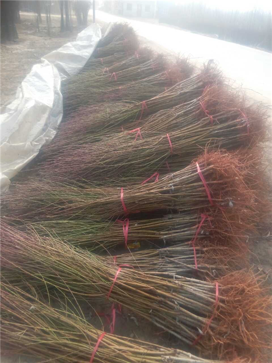 嫁接优质桃苗