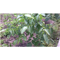 四川银杏（白果）苗批发