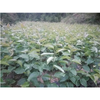 嫁接脆冠梨苗