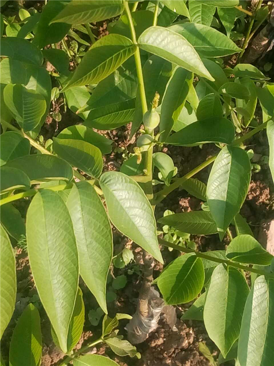 嫁接良种核桃苗
