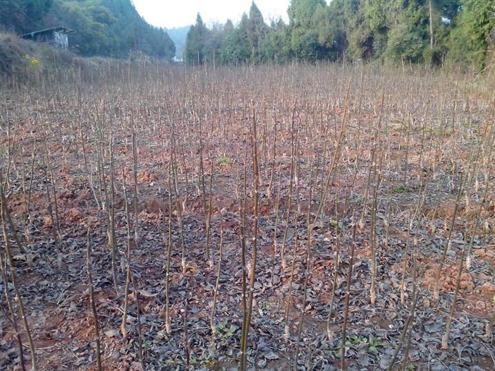 秋后本地米核桃嫁接苗 