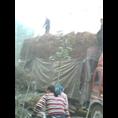 板栗苗装车现场