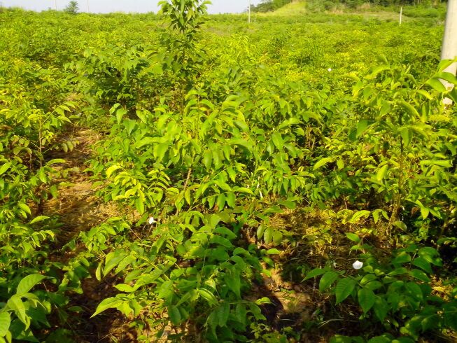 30万优质桃苗生长期 