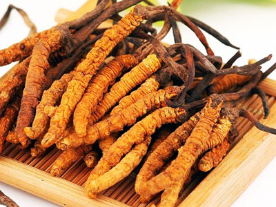厦门冬虫夏草回收 