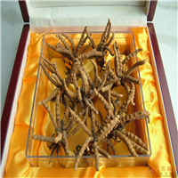 厦门冬虫夏草回收
