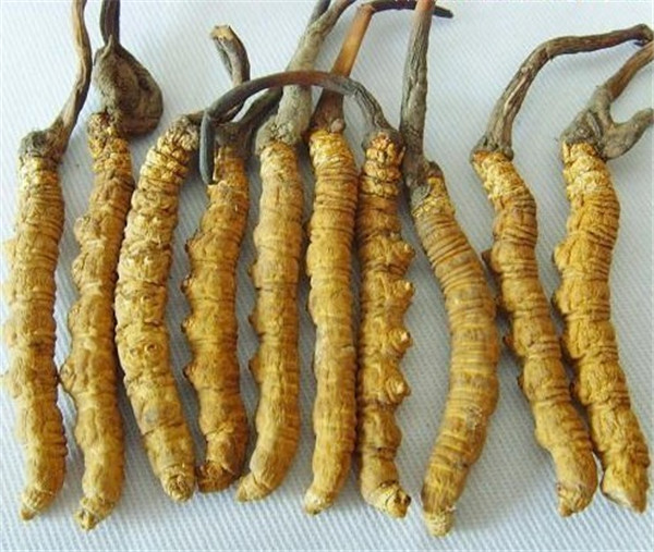 厦门哪有回收冬虫夏草的 