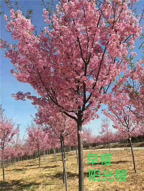 山东阳光樱花@山东阳光樱花苗批发