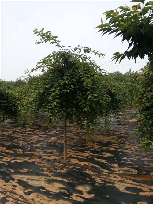 山东垂枝樱花苗