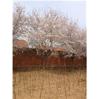 山东阳光樱花基地&阳光樱花价格 