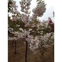 白妙樱花苗 