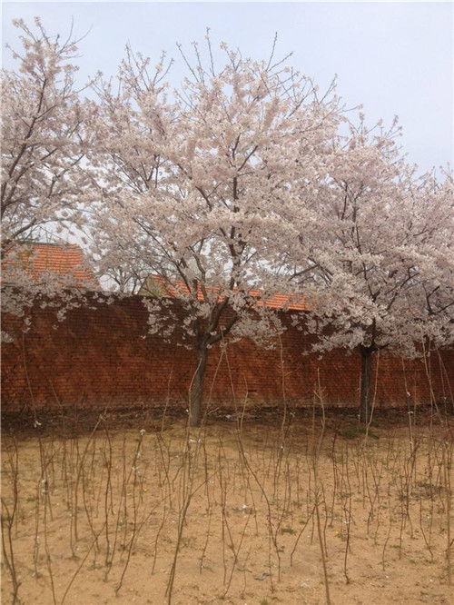 山东阳光樱花基地&阳光樱花价格 