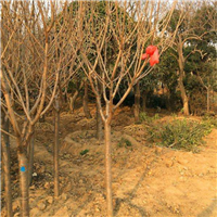 阳光樱花基地#阳光樱花报价 