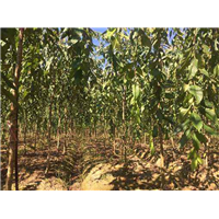 关山樱花价格@山东**的阳光樱花基地 