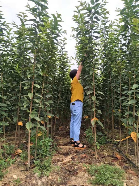 山东关山樱花基地 