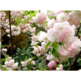 高干阳光樱花基地&阳光樱花小苗 