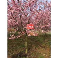 江户彼岸樱 