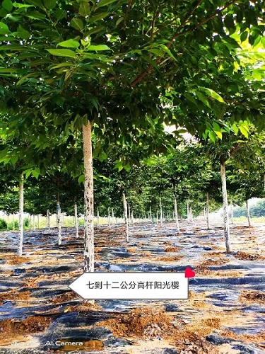 高杆阳光樱花价格 