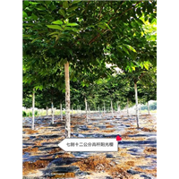 高杆阳光樱花价格 