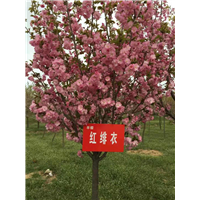 红绯衣 