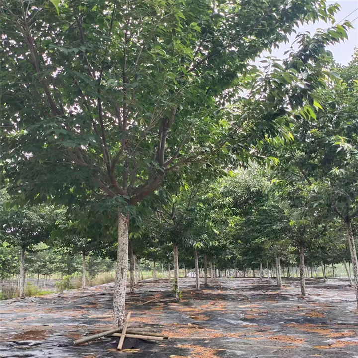 山东高杆阳光樱花基地