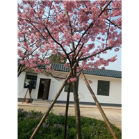 山东红粉佳人樱花苗