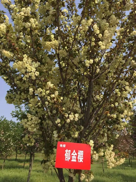 郁金樱 