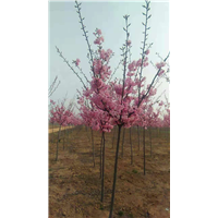 山东阳光樱花苗销售