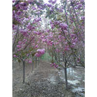山东阳光樱花小苗￥山东高杆阳光樱花 