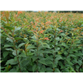 高干阳光樱花基地&高杆阳光樱花价格 
