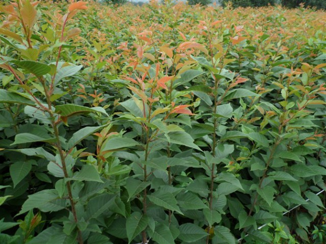 高干阳光樱花基地&高杆阳光樱花价格 