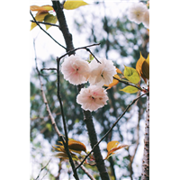 阳光樱花基地#山东高杆阳光樱花 