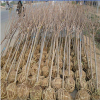 大岛樱花树苗￥山东阳光樱花小苗 
