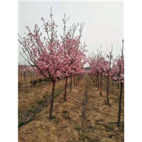 关山樱花批发 